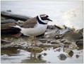 Ime datoteke=Mali-dezevnik_Little_ringed_plover_02.jpg
Velikost datoteke=185KB
Dimenzija=800x604
Datum objave=22.12.2007 Mali-dezevnik_Little_ringed_plover_02.jpg