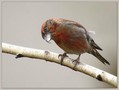 Ime datoteke=Mali_krivokljun_Crossbill_02.jpg
Velikost datoteke=154KB
Dimenzija=792x600
Datum objave=22.12.2007 Mali_krivokljun_Crossbill_02.jpg