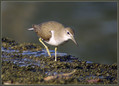 Ime datoteke=Mali_martinec_Common_sandpiper_03.jpg
Velikost datoteke=259KB
Dimenzija=790x571
Datum objave=22.12.2007 Mali_martinec_Common_sandpiper_03.jpg