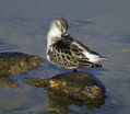 Ime datoteke=Mali_prodnik_Little_stint_01.jpg
Velikost datoteke=179KB
Dimenzija=800x697
Datum objave=22.12.2007 Mali_prodnik_Little_stint_01.jpg