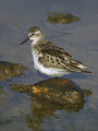 Ime datoteke=Mali_prodnik_Little_stint_02.jpg
Velikost datoteke=189KB
Dimenzija=600x800
Datum objave=22.12.2007 Mali_prodnik_Little_stint_02.jpg