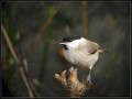 Mocvirska_sinica_Marsh_tit_01.jpg