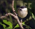 Mocvirska_sinica_Marsh_tit_02.jpg