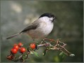 Mocvirska_sinica_Marsh_tit_03.jpg