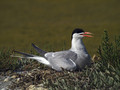 Ime datoteke=Navadna_cigra_Common_tern_02.jpg
Velikost datoteke=181KB
Dimenzija=800x600
Datum objave=24.12.2007 Navadna_cigra_Common_tern_02.jpg