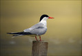 Ime datoteke=Navadna_cigra_Common_tern_04.jpg
Velikost datoteke=171KB
Dimenzija=852x586
Datum objave=24.12.2007 Navadna_cigra_Common_tern_04.jpg