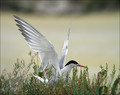 Ime datoteke=Navadna_cigra_Common_tern_06.jpg
Velikost datoteke=279KB
Dimenzija=802x637
Datum objave=24.12.2007 Navadna_cigra_Common_tern_06.jpg