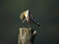 Ime datoteke=Navadni_kupcar_Wheatear_02.jpg
Velikost datoteke=152KB
Dimenzija=850x637
Datum objave=24.12.2007 Navadni_kupcar_Wheatear_02.jpg