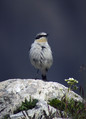 Ime datoteke=Navadni_kupcar_Wheatear_03.jpg
Velikost datoteke=261KB
Dimenzija=579x800
Datum objave=24.12.2007 Navadni_kupcar_Wheatear_03.jpg
