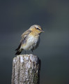 Ime datoteke=Navadni_kupcar_Wheatear_04.jpg
Velikost datoteke=174KB
Dimenzija=619x749
Datum objave=24.12.2007 Navadni_kupcar_Wheatear_04.jpg