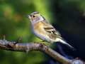 Ime datoteke=Pinoza_Brambling_01.jpg
Velikost datoteke=179KB
Dimenzija=800x600
Datum objave=24.12.2007 Pinoza_Brambling_01.jpg