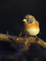 Ime datoteke=Pinoza_Brambling_06.jpg
Velikost datoteke=156KB
Dimenzija=600x800
Datum objave=24.12.2007 Pinoza_Brambling_06.jpg