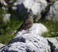 Planinska_pevka_Alpine_accentor_01.jpg