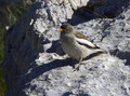 Ime datoteke=Planinski_vrabec_Snowfinch_01.jpg
Velikost datoteke=386KB
Dimenzija=795x592
Datum objave=27.12.2007 Planinski_vrabec_Snowfinch_01.jpg