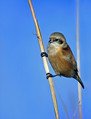 Ime datoteke=Plasica_Penduline_tit_01.jpg
Velikost datoteke=137KB
Dimenzija=612x800
Datum objave=27.12.2007 Plasica_Penduline_tit_01.jpg
