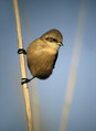 Ime datoteke=Plasica_Penduline_tit_02.jpg
Velikost datoteke=138KB
Dimenzija=586x800
Datum objave=27.12.2007 Plasica_Penduline_tit_02.jpg