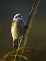 Ime datoteke=Plasica_Penduline_tit_03.jpg
Velikost datoteke=210KB
Dimenzija=600x800
Datum objave=27.12.2007 Plasica_Penduline_tit_03.jpg