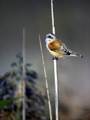 Ime datoteke=Plasica_Penduline_tit_04.jpg
Velikost datoteke=160KB
Dimenzija=600x800
Datum objave=27.12.2007 Plasica_Penduline_tit_04.jpg
