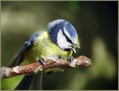 Plavcek_Blue_tit_02.jpg