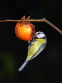 Plavcek_Blue_tit_06.jpg