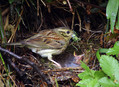 Ime datoteke=Plotni_strnad_Cirl_bunting_02.jpg
Velikost datoteke=319KB
Dimenzija=800x586
Datum objave=27.12.2007 Plotni_strnad_Cirl_bunting_02.jpg