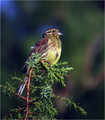 Ime datoteke=Plotni_strnad_Cirl_bunting_03.jpg
Velikost datoteke=283KB
Dimenzija=702x802
Datum objave=27.12.2007 Plotni_strnad_Cirl_bunting_03.jpg
