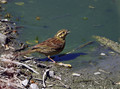 Ime datoteke=Plotni_strnad_Cirl_bunting_04.jpg
Velikost datoteke=228KB
Dimenzija=800x595
Datum objave=27.12.2007 Plotni_strnad_Cirl_bunting_04.jpg