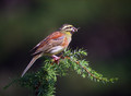 Ime datoteke=Plotni_strnad_Cirl_bunting_05.jpg
Velikost datoteke=174KB
Dimenzija=800x588
Datum objave=27.12.2007 Plotni_strnad_Cirl_bunting_05.jpg