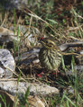 Ime datoteke=Plotni_strnad_Cirl_bunting_06.jpg
Velikost datoteke=355KB
Dimenzija=600x777
Datum objave=27.12.2007 Plotni_strnad_Cirl_bunting_06.jpg