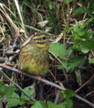 Ime datoteke=Plotni_strnad_Cirl_bunting_07.jpg
Velikost datoteke=275KB
Dimenzija=600x695
Datum objave=27.12.2007 Plotni_strnad_Cirl_bunting_07.jpg