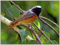Ime datoteke=Pogorelcek_Redstart_03.jpg
Velikost datoteke=185KB
Dimenzija=820x621
Datum objave=02.01.2008 Pogorelcek_Redstart_03.jpg