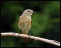 Ime datoteke=Pogorelcek_Redstart_05.jpg
Velikost datoteke=123KB
Dimenzija=826x662
Datum objave=02.01.2008 Pogorelcek_Redstart_05.jpg