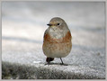 Ime datoteke=Pogorelcek_Redstart_09.jpg
Velikost datoteke=163KB
Dimenzija=792x600
Datum objave=02.01.2008 Pogorelcek_Redstart_09.jpg