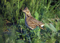 Ime datoteke=Poljski_skrjanec_Skylark_02.jpg
Velikost datoteke=258KB
Dimenzija=800x573
Datum objave=02.01.2008 Poljski_skrjanec_Skylark_02.jpg