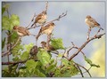 Ime datoteke=Poljski_vrabec_Tree_sparrow_06.jpg
Velikost datoteke=189KB
Dimenzija=800x595
Datum objave=02.01.2008 Poljski_vrabec_Tree_sparrow_06.jpg