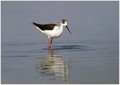 Ime datoteke=Polojnik_Black_winged_stilt_04.jpg
Velikost datoteke=106KB
Dimenzija=800x569
Datum objave=02.01.2008 Polojnik_Black_winged_stilt_04.jpg