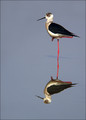 Ime datoteke=Polojnik_Black_winged_stilt_05.jpg
Velikost datoteke=152KB
Dimenzija=602x838
Datum objave=02.01.2008 Polojnik_Black_winged_stilt_05.jpg