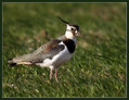 Ime datoteke=Priba_Lapwing_01.jpg
Velikost datoteke=191KB
Dimenzija=775x600
Datum objave=02.01.2008 Priba_Lapwing_01.jpg