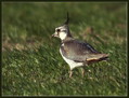 Ime datoteke=Priba_Lapwing_02.jpg
Velikost datoteke=181KB
Dimenzija=787x600
Datum objave=02.01.2008 Priba_Lapwing_02.jpg