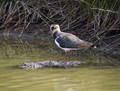 Ime datoteke=Priba_Lapwing_03.jpg
Velikost datoteke=181KB
Dimenzija=800x609
Datum objave=02.01.2008 Priba_Lapwing_03.jpg
