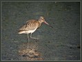Progastorepi_kljunac_Bar-tailed_godwit_01.jpg