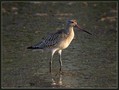 Progastorepi_kljunac_Bar-tailed_godwit_02.jpg