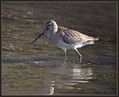 Progastorepi_kljunac_Bar-tailed_godwit_04.jpg