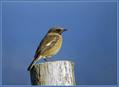 Prosnik_Stonechat_02.jpg