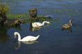Ime datoteke=Labod_grbec_Mute_swan_Cygnus_olor_01.jpg
Velikost datoteke=159KB
Dimenzija=800x531
Datum objave=03.01.2008 Labod_grbec_Mute_swan_Cygnus_olor_01.jpg