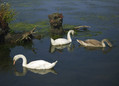 Ime datoteke=Labod_grbec_Mute_swan_Cygnus_olor_02.jpg
Velikost datoteke=171KB
Dimenzija=800x577
Datum objave=03.01.2008 Labod_grbec_Mute_swan_Cygnus_olor_02.jpg