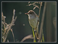 Ime datoteke=Rakar_Great_reed_warbler_03.jpg
Velikost datoteke=199KB
Dimenzija=847x653
Datum objave=06.01.2008 Rakar_Great_reed_warbler_03.jpg