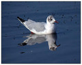 Ime datoteke=Recni_galeb_Black_headed_gull_02.jpg
Velikost datoteke=100KB
Dimenzija=732x580
Datum objave=06.01.2008 Recni_galeb_Black_headed_gull_02.jpg
