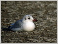 Ime datoteke=Recni_galeb_Black_headed_gull_03.jpg
Velikost datoteke=222KB
Dimenzija=778x589
Datum objave=06.01.2008 Recni_galeb_Black_headed_gull_03.jpg