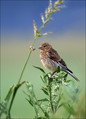 Repnik_Linnet_01.jpg